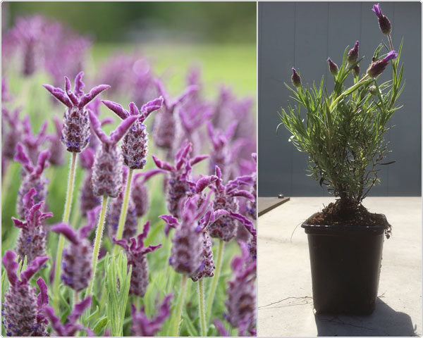 1 Day Fly Lady - 12 Mooie Vlinder Lavendel Planten