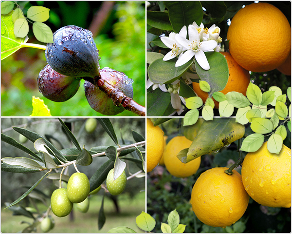 1 Day Fly Lady - Mediterraanse Fruitbomen