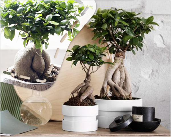 1 Day Fly Lady - Twee Japanse Ficus Ginseng Bonsai Bomen