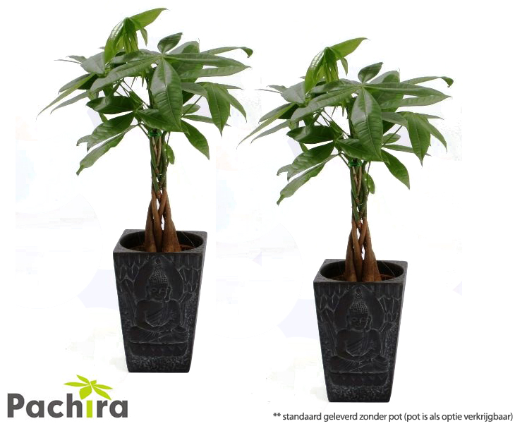 Click to Buy - 2x Pachira Aquatica Geldboom (Mexico)