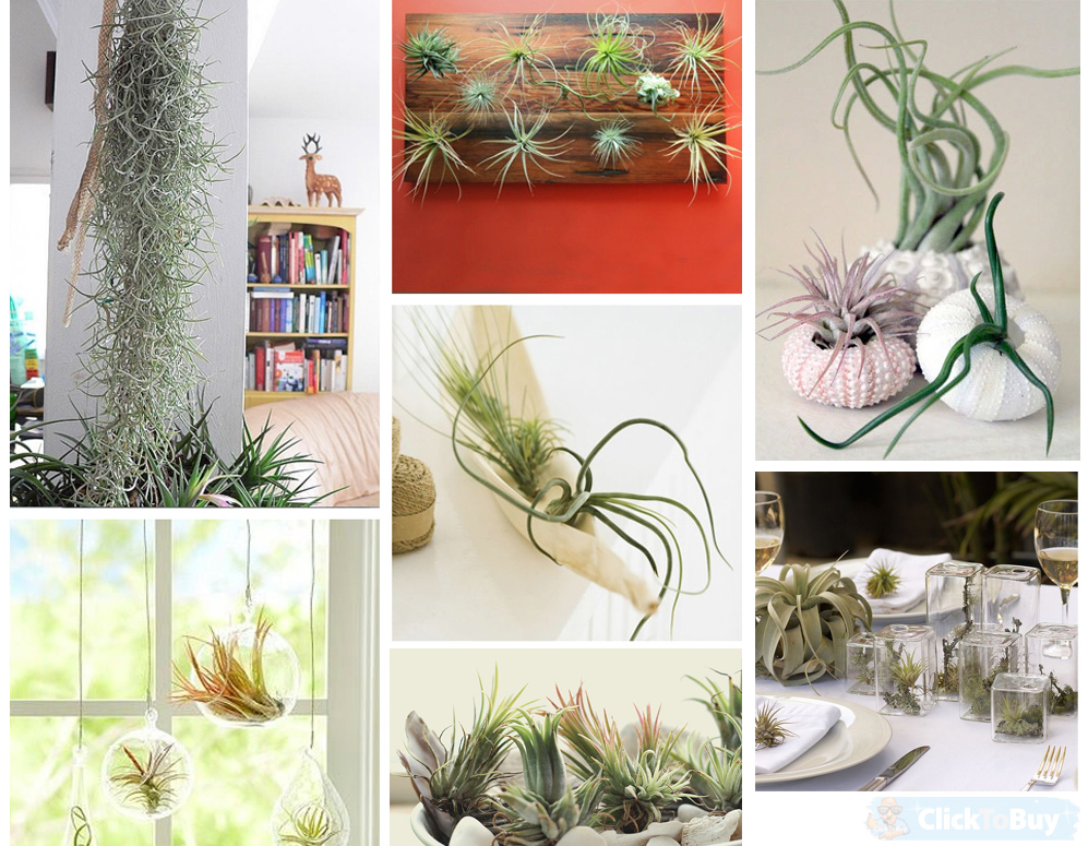 Click to Buy - Tillandsia: de plant die leeft van lucht (6st)