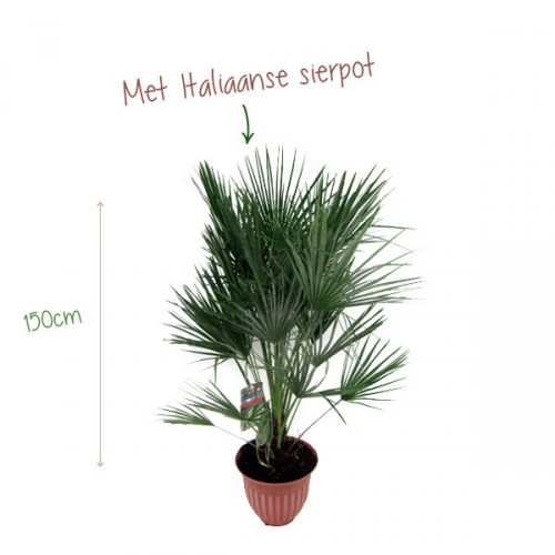 Deal Chimp - Europese waaierpalm 1,4m in Italiaanse sierpot