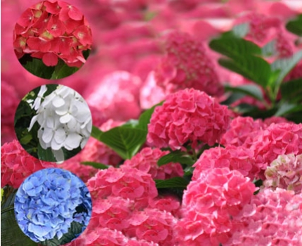 Groupdeal - 4, 8 of 12 stuks Hortensia’s