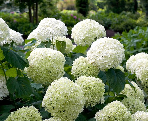 Groupdeal - Set van 2 XL Hortensia’s