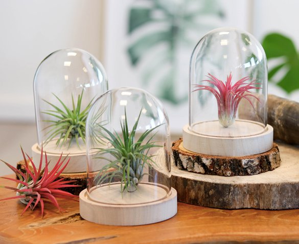 Groupdeal - Tillandsia Plantjes in Glazen Stolp