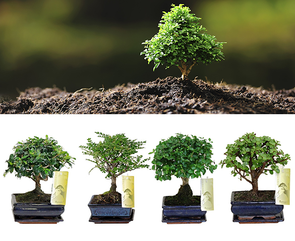 Groupdeal - TWEE Bonsai Boompjes