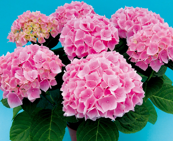 Groupdeal - TWEE Hortensia Planten