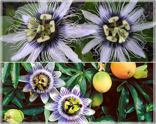 Waat? - Beeldschone klimmende passiebloemen -​ passiflora