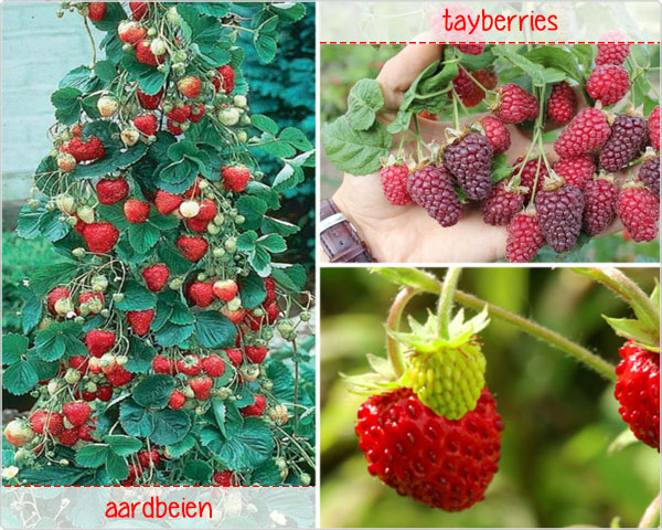 Waat? - Klimmende aardbeien of tayberries